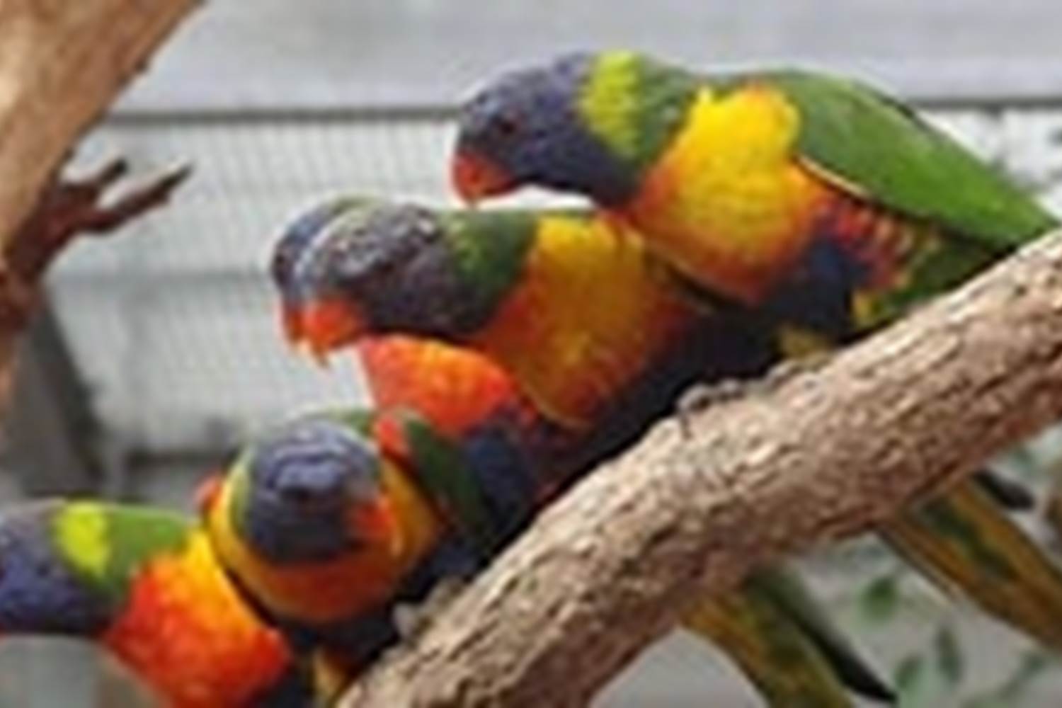 La volière de Biotropica