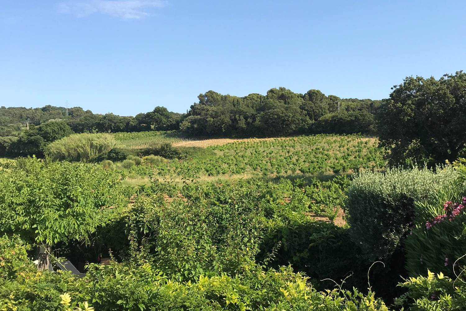 Chambre Mont Ventoux / Vue sur les vignes de Châteauneuf du Pape