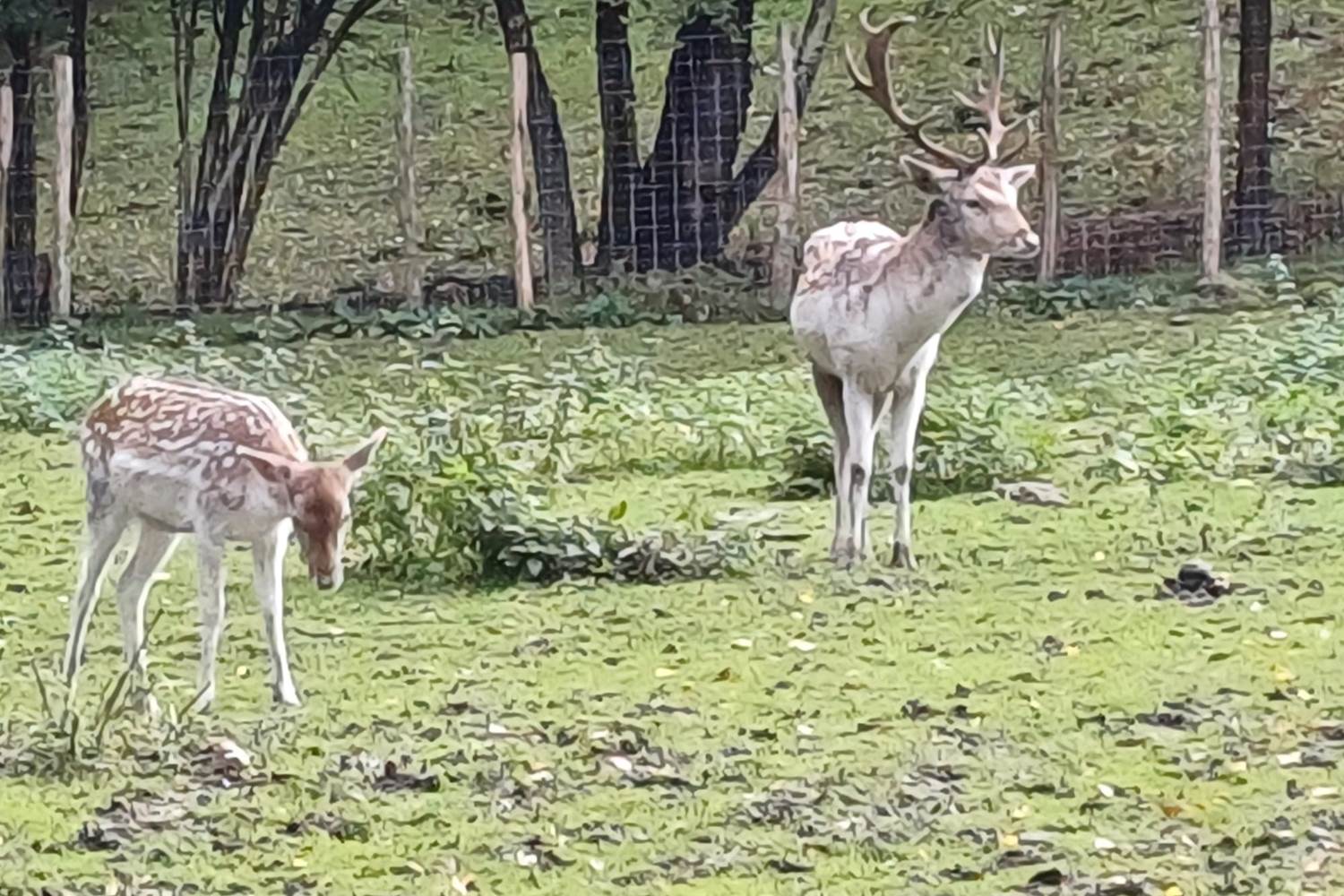 Parc Forestia - les rennes et les daims