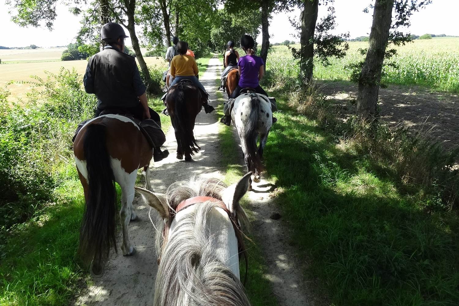 Randonnée à cheval