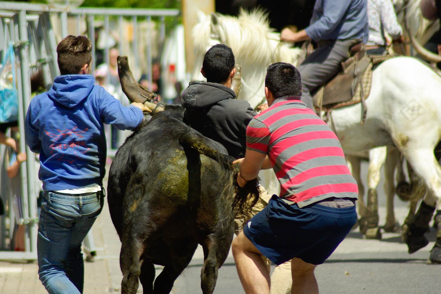 abrivado feria taureau cheval