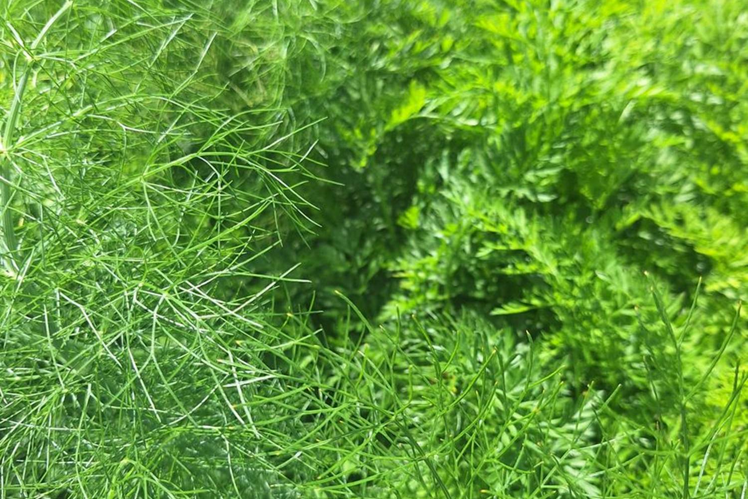 Verger et potager bio