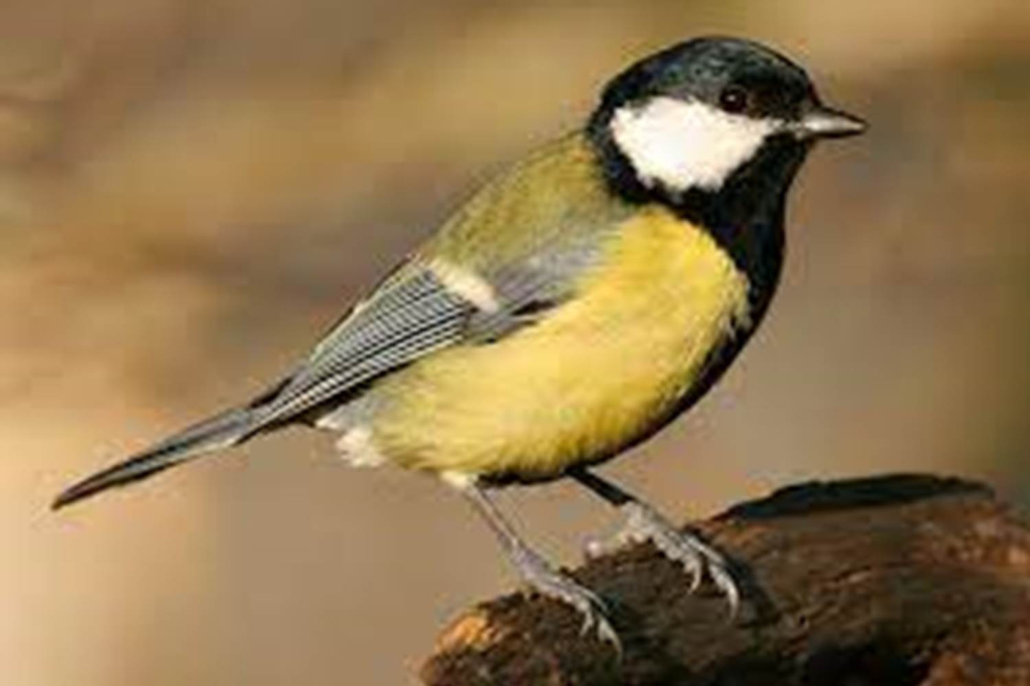 mesange charbonniere