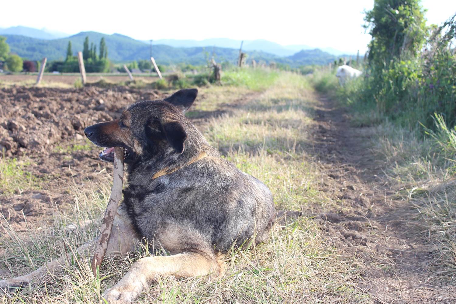 most dog friendly accomodation