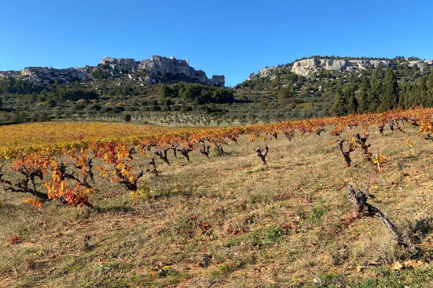 Vins des Alpilles