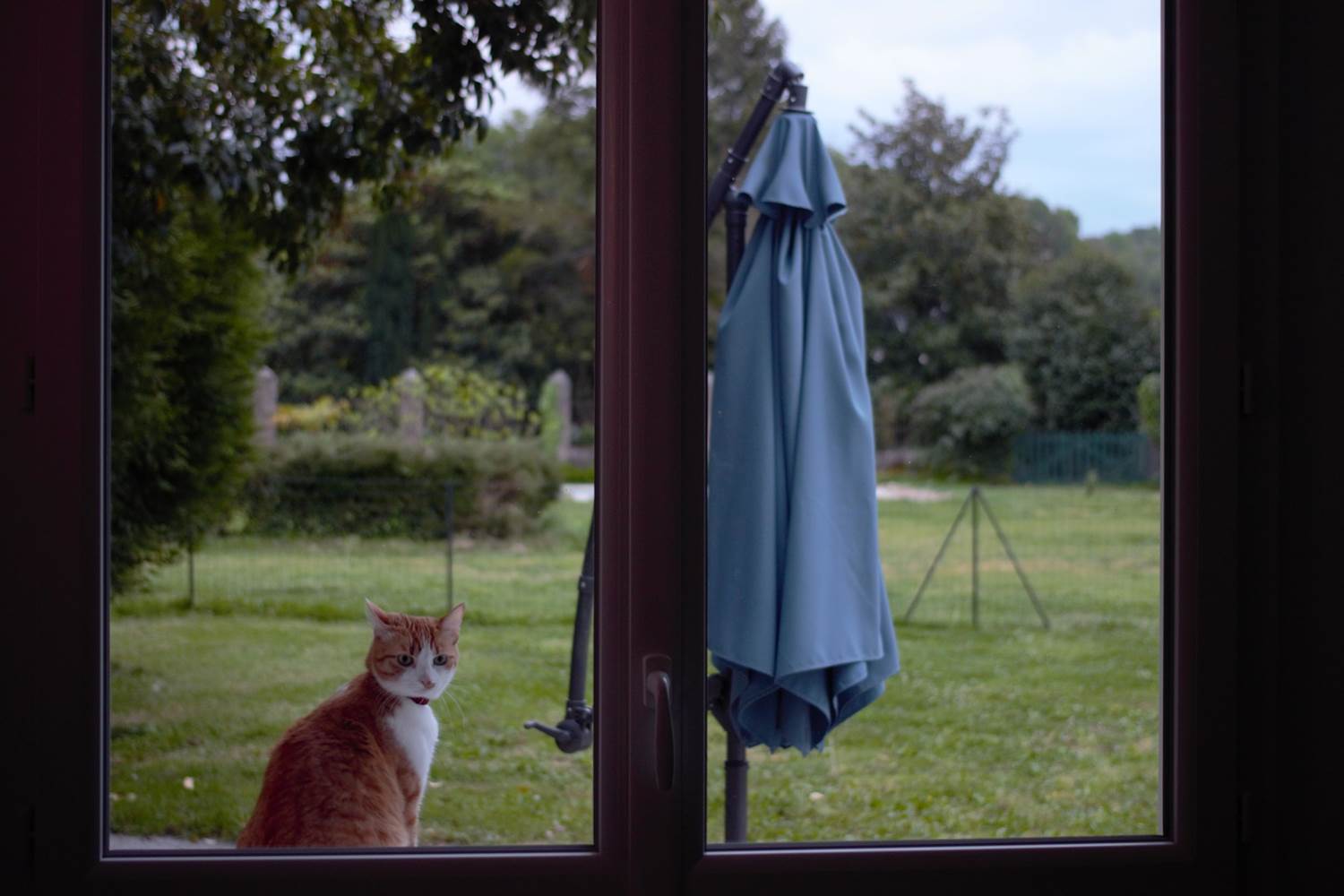 les chats aussi sont les bienvenus