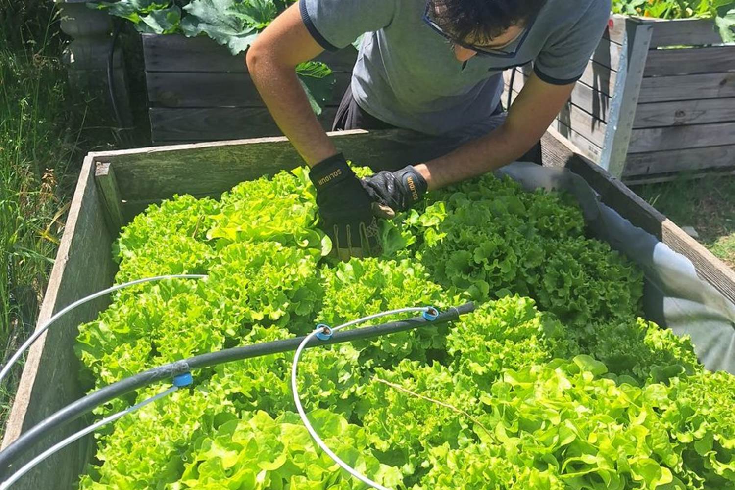 Verger et potager bio