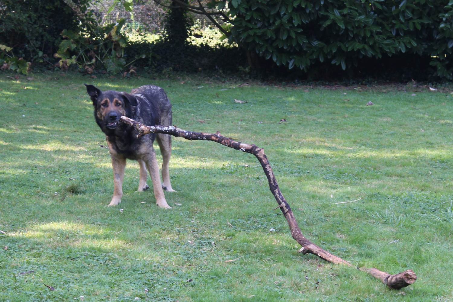 chiens-de-toutes-tailles-et-de-toutes-races