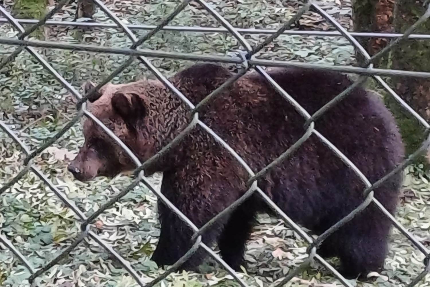 Parc Forestia - les ours