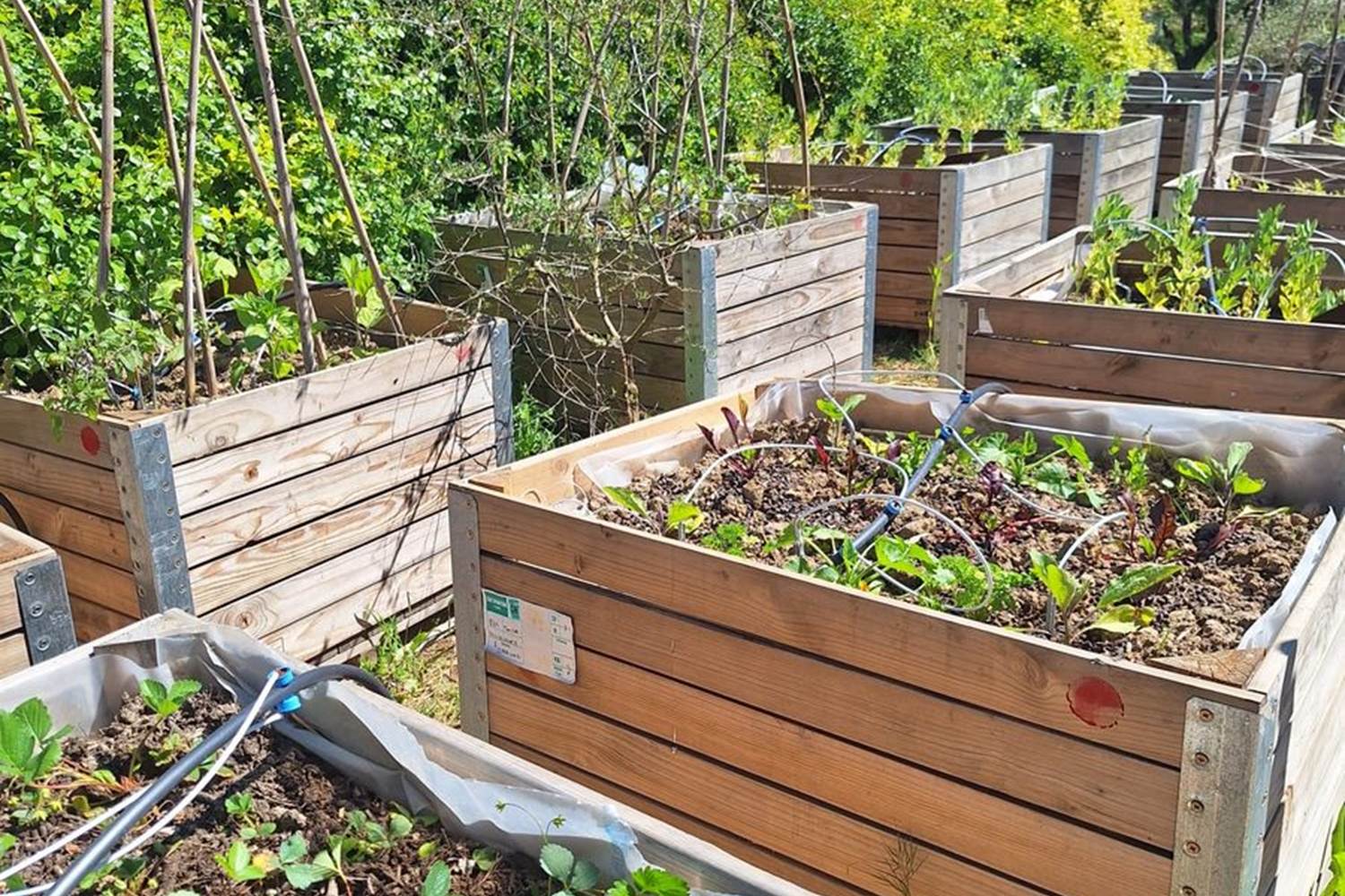 Verger et potager bio