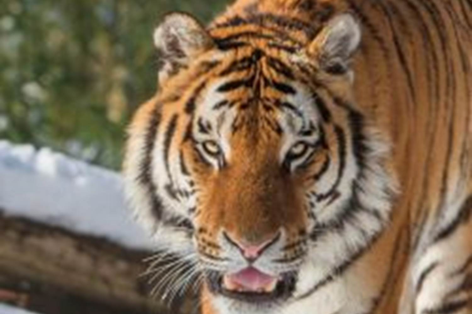 Tigre de Sibérie à Thoiry