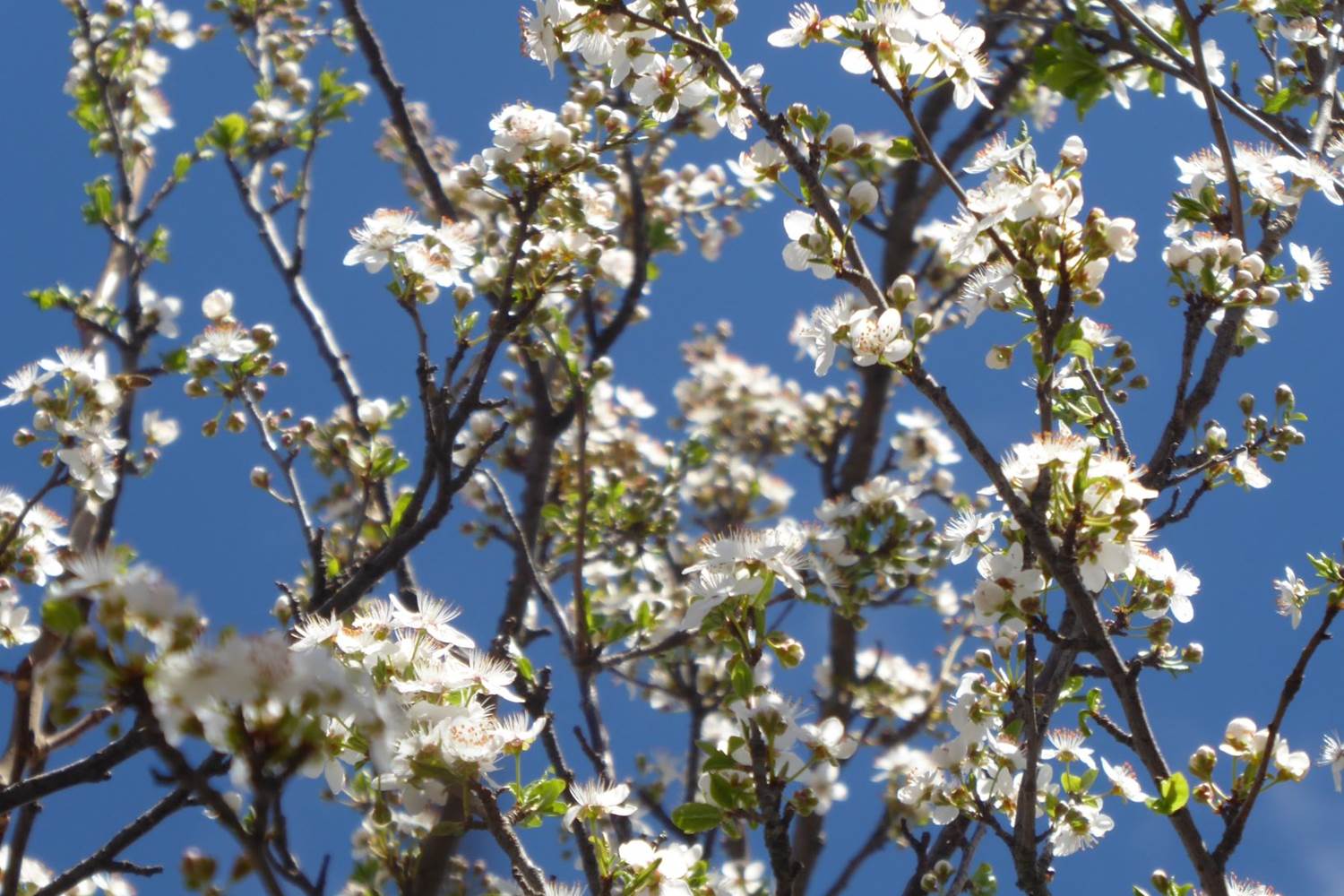 Les pruniers au printemps