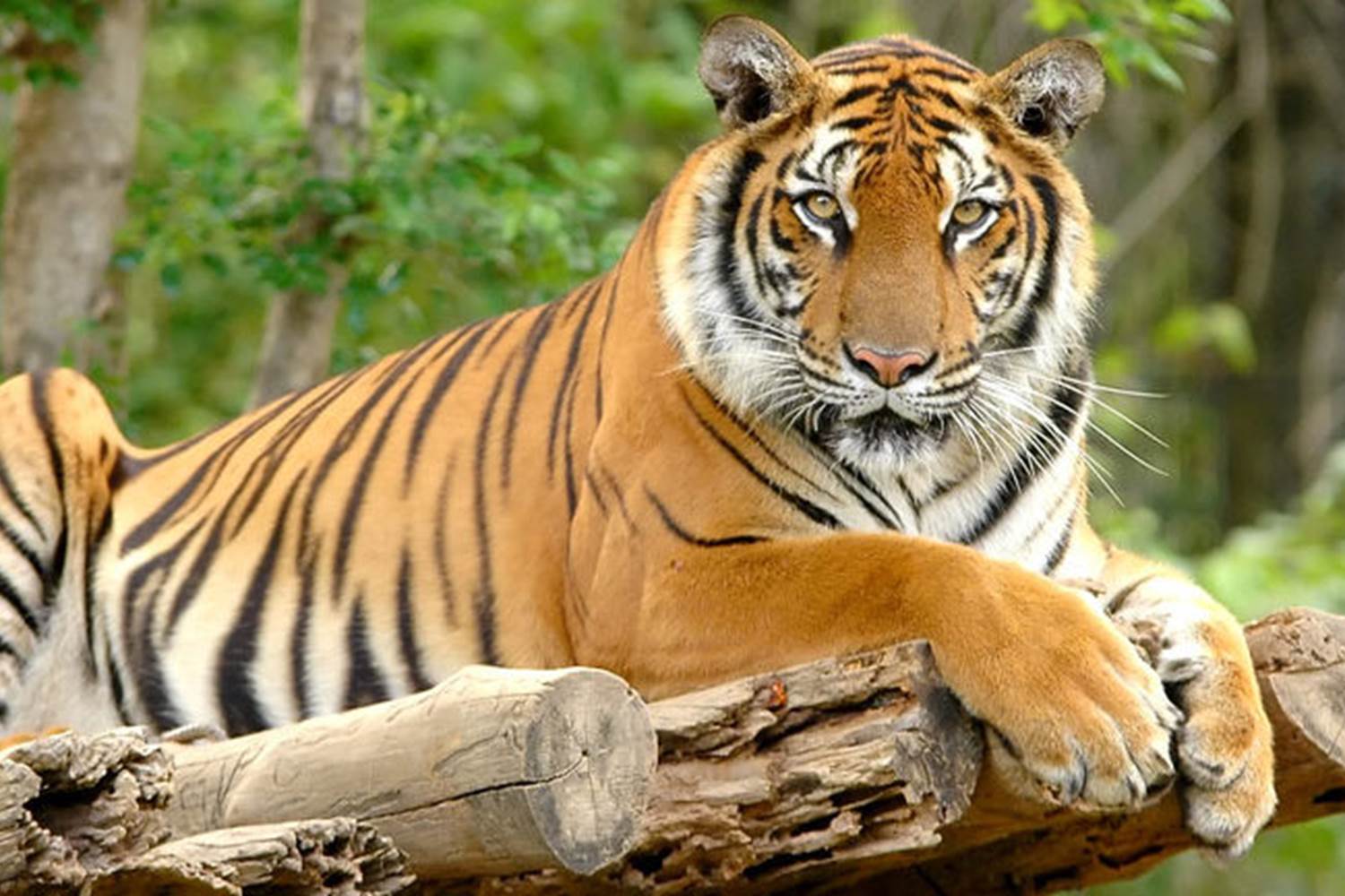 Tigre de Sumatra