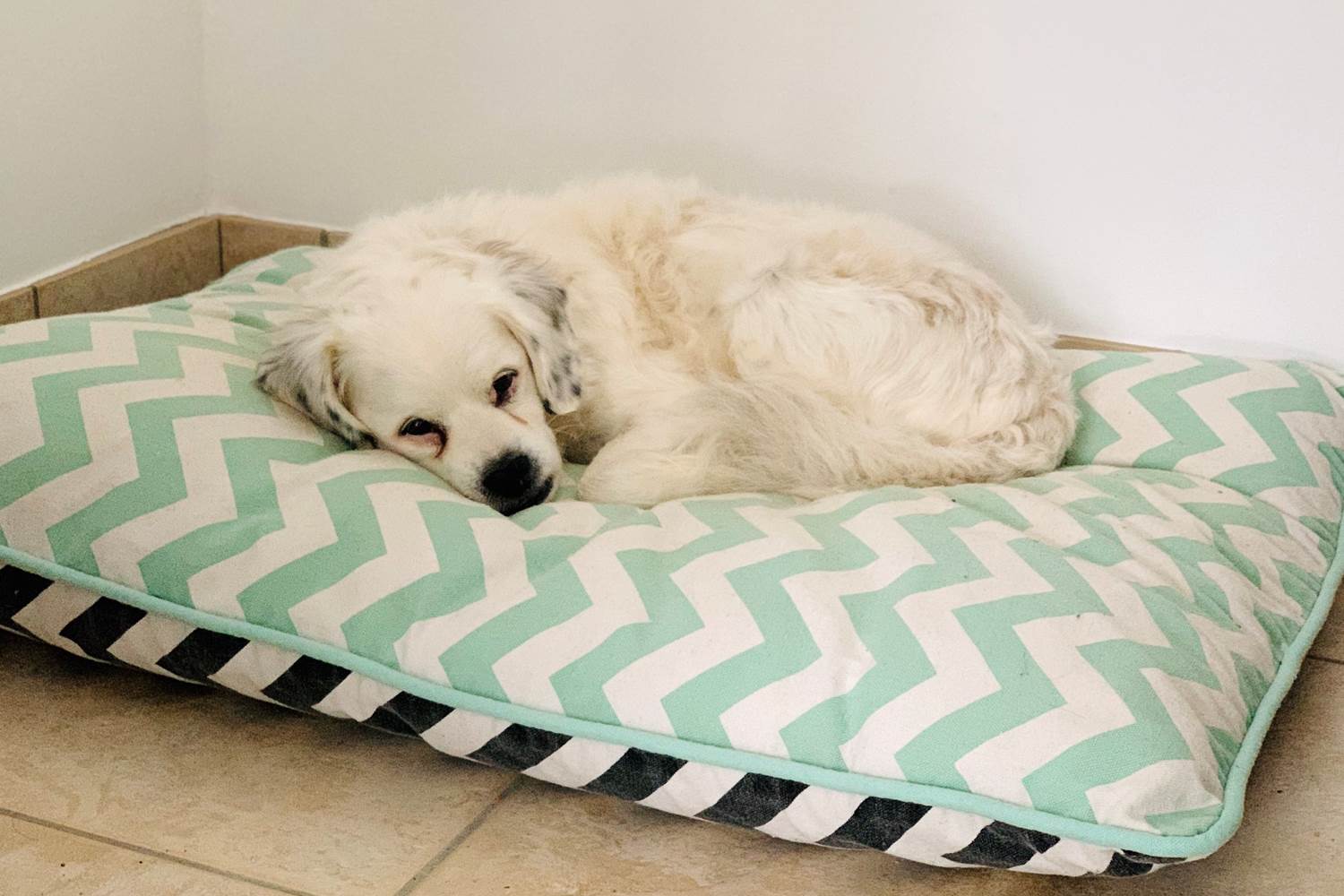 coussin-panier-chien