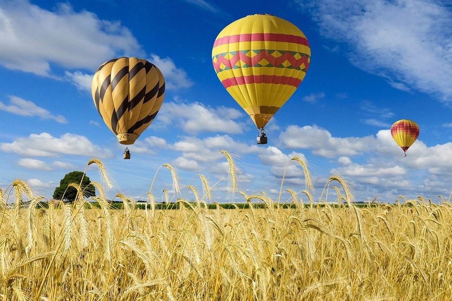 Montgolfière champs de blé ciel bleu