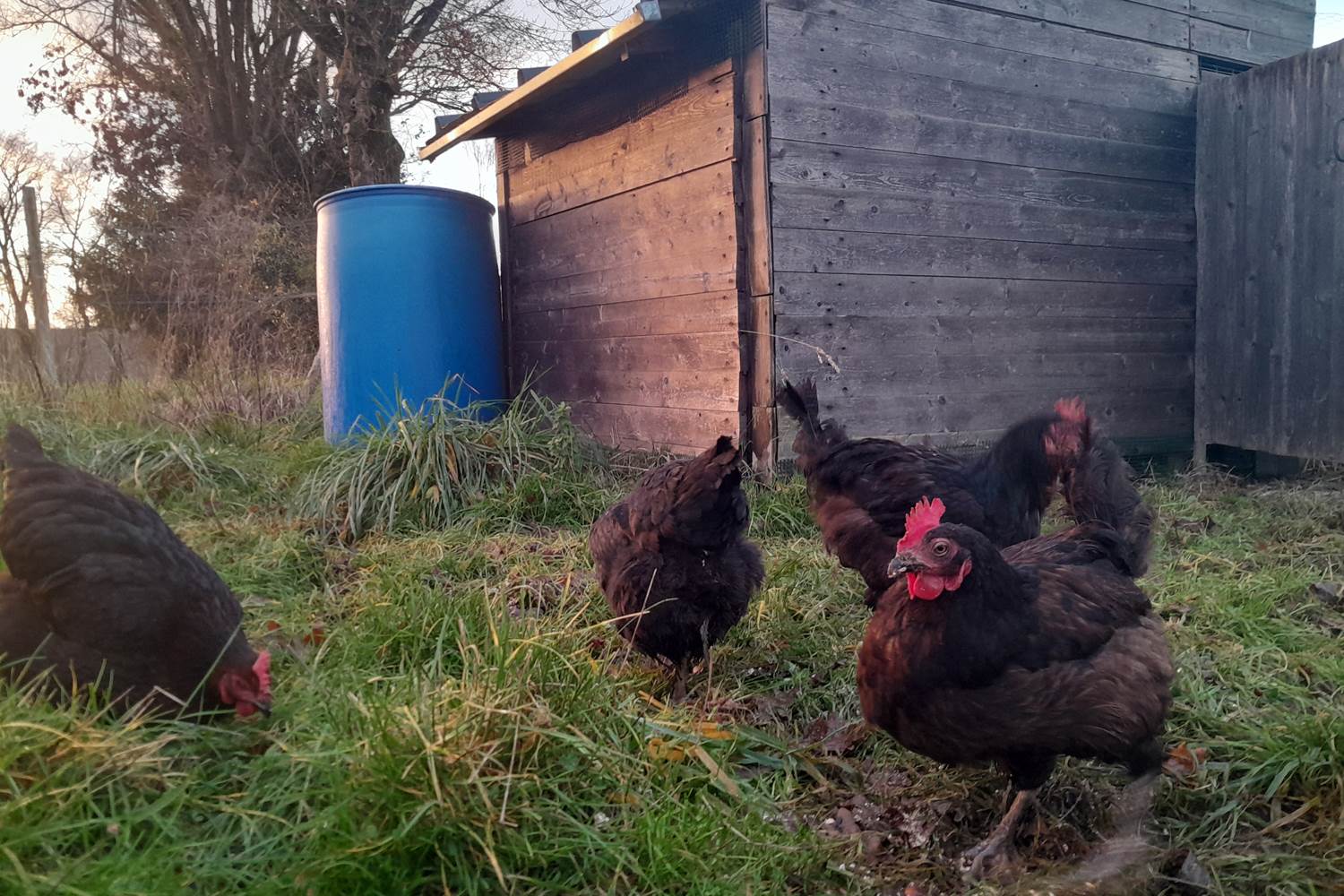 Le Répit de l'Oust - Les poupoules