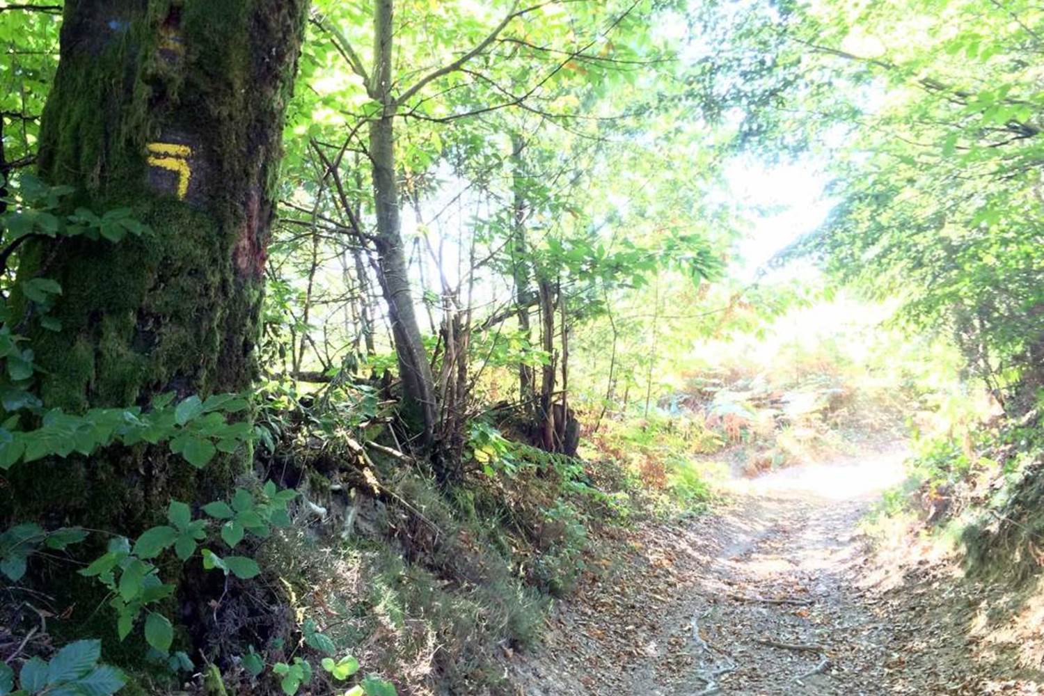 Sentier des Demoiselles