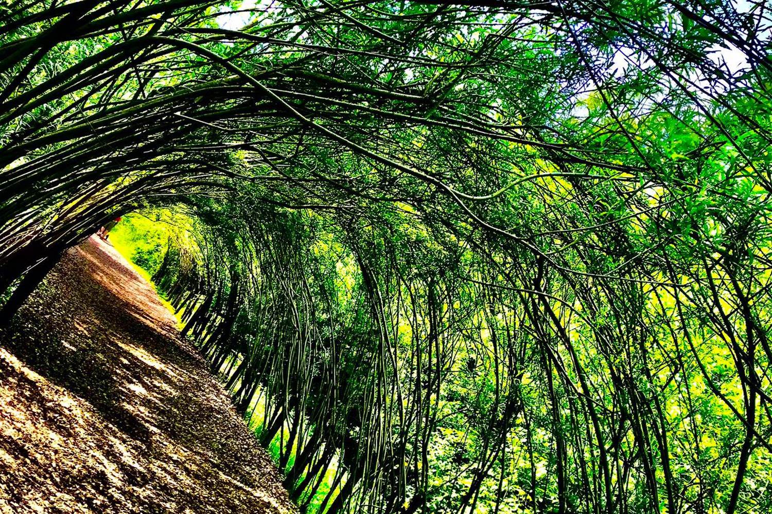 Tunnel végétal en saule des vanniers