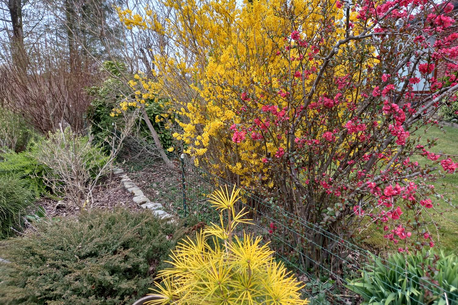 Forsythia