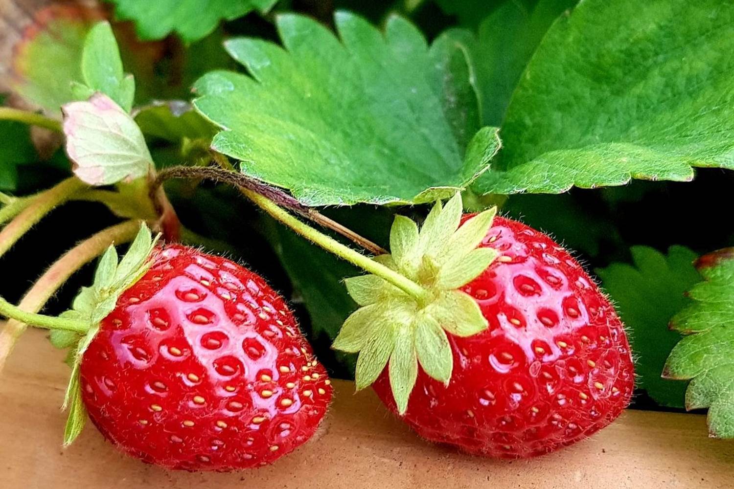 Verger et potager bio