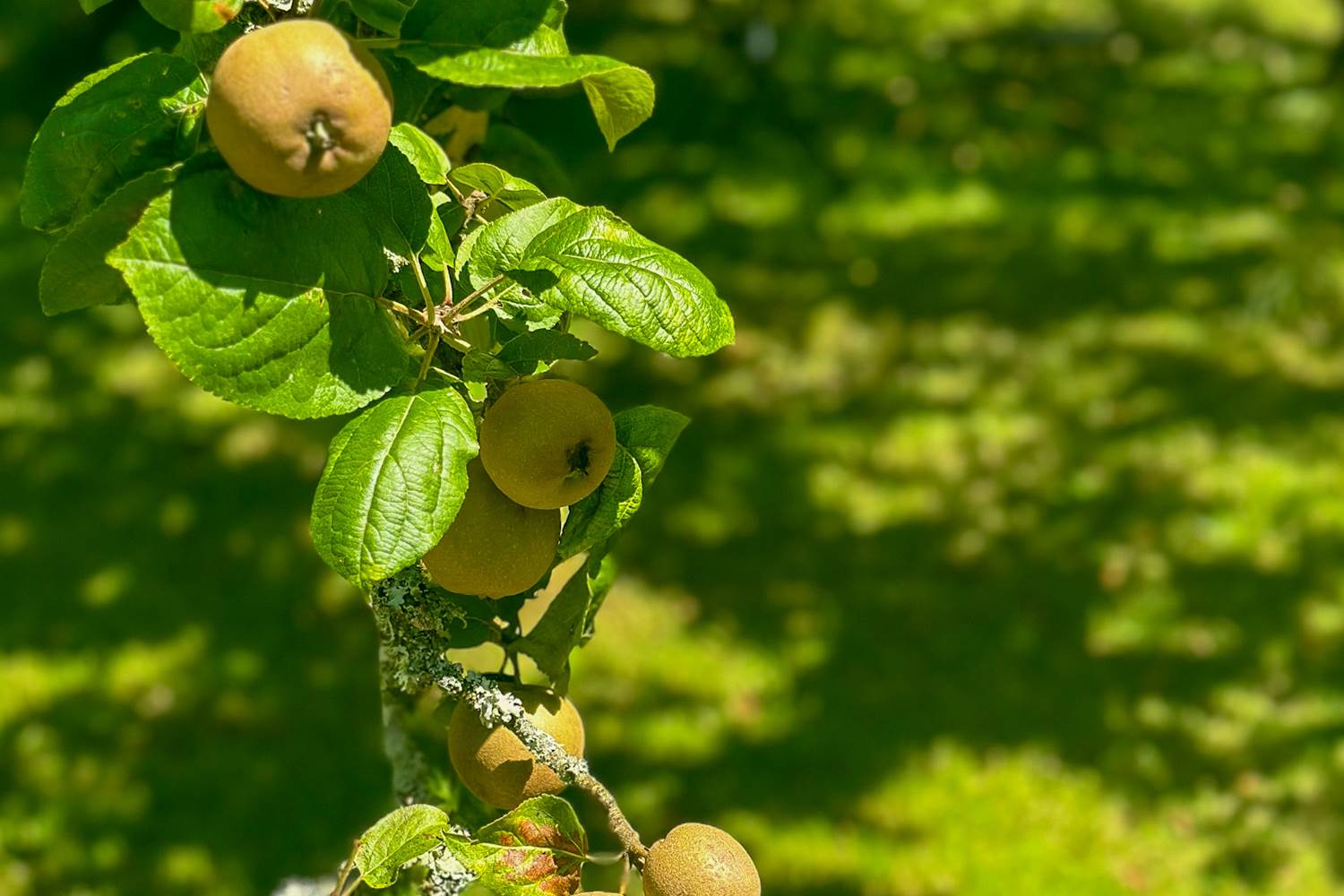 profiter du cadre bucolique de la demeure du Porzou