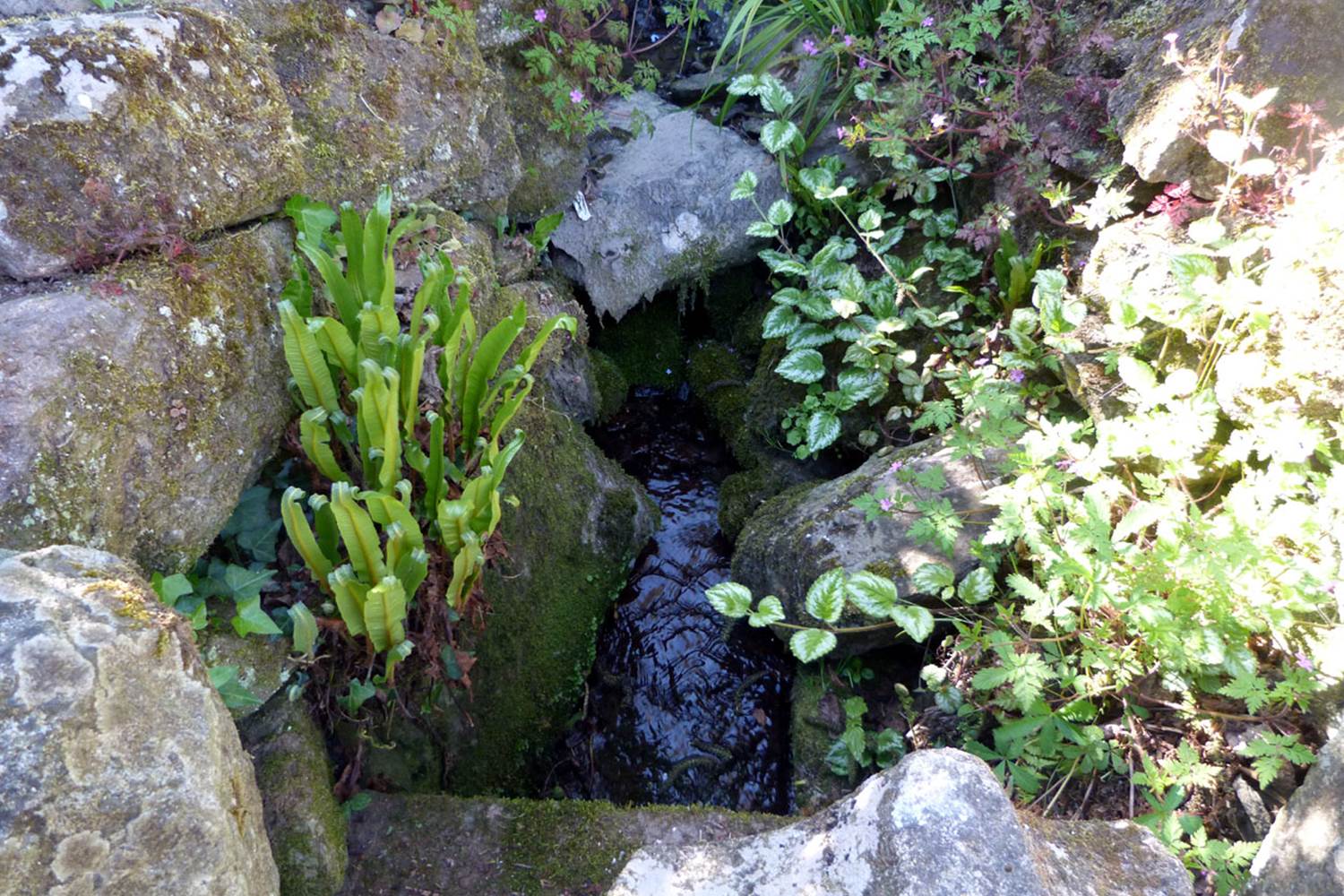 La petite source