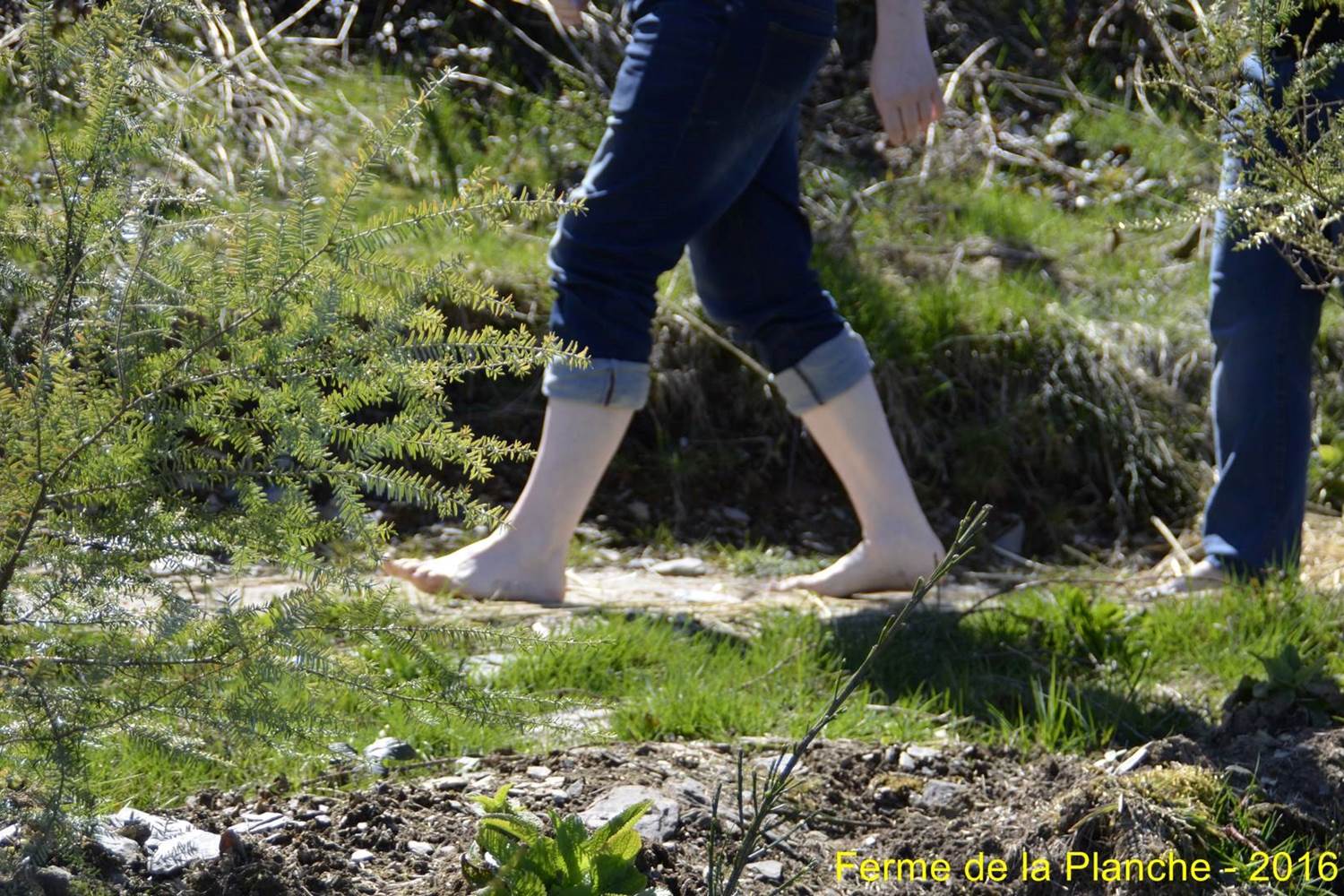 Sentier pieds nus Ferme de la Planche
