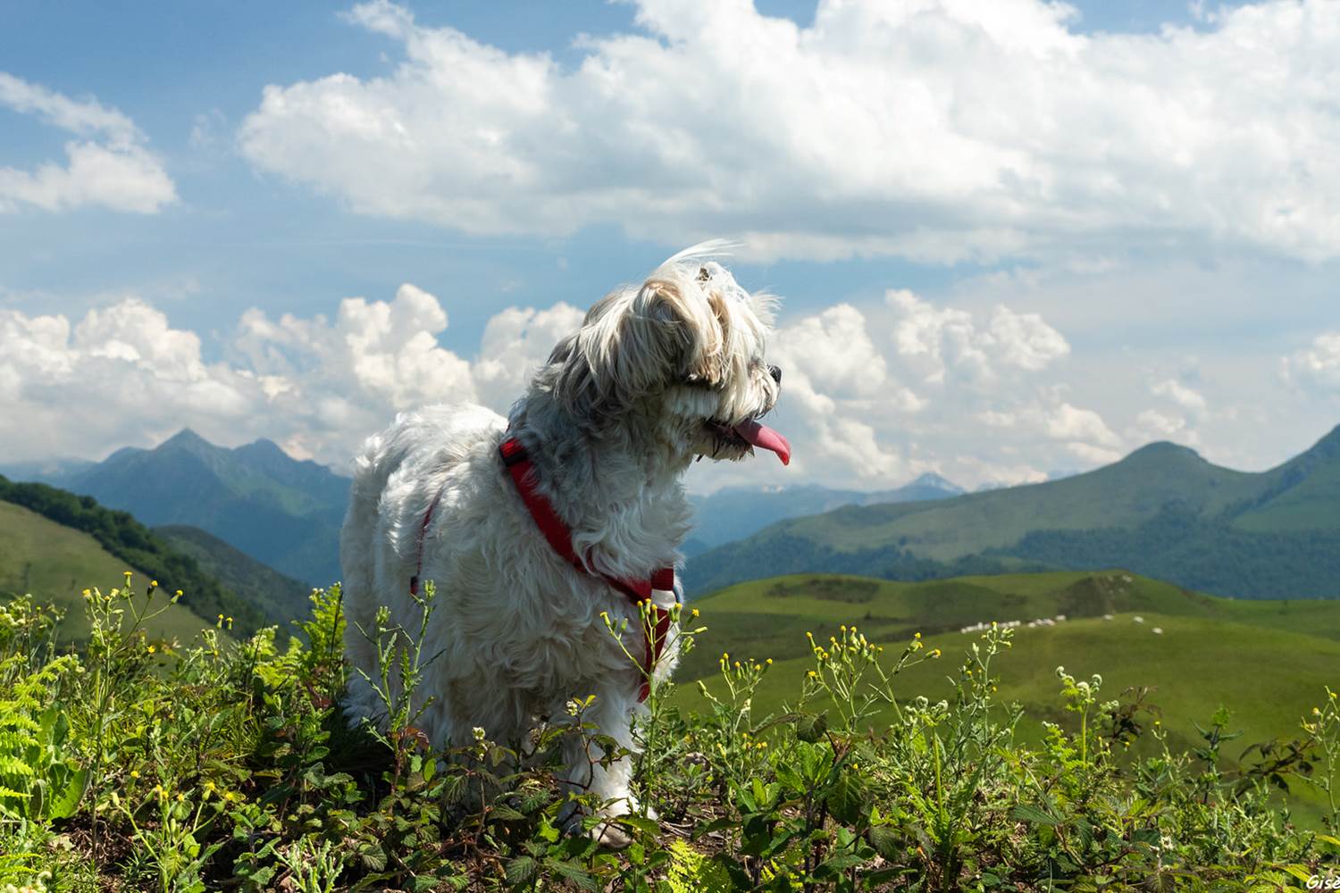 jardin-des-fées-vallée-de-barétous