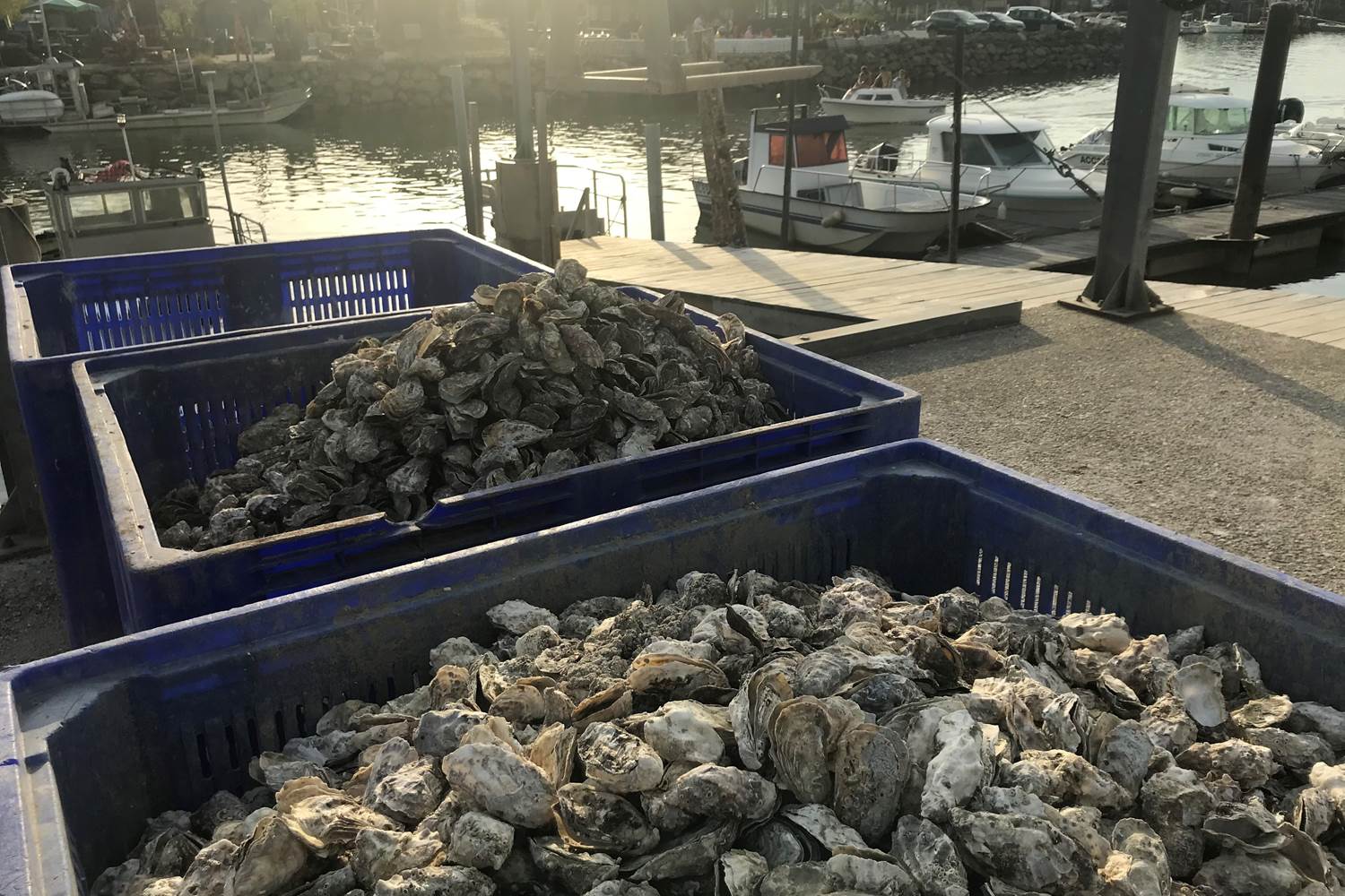 Nid Cosy Bordeaux - Huitres d'Arcachon