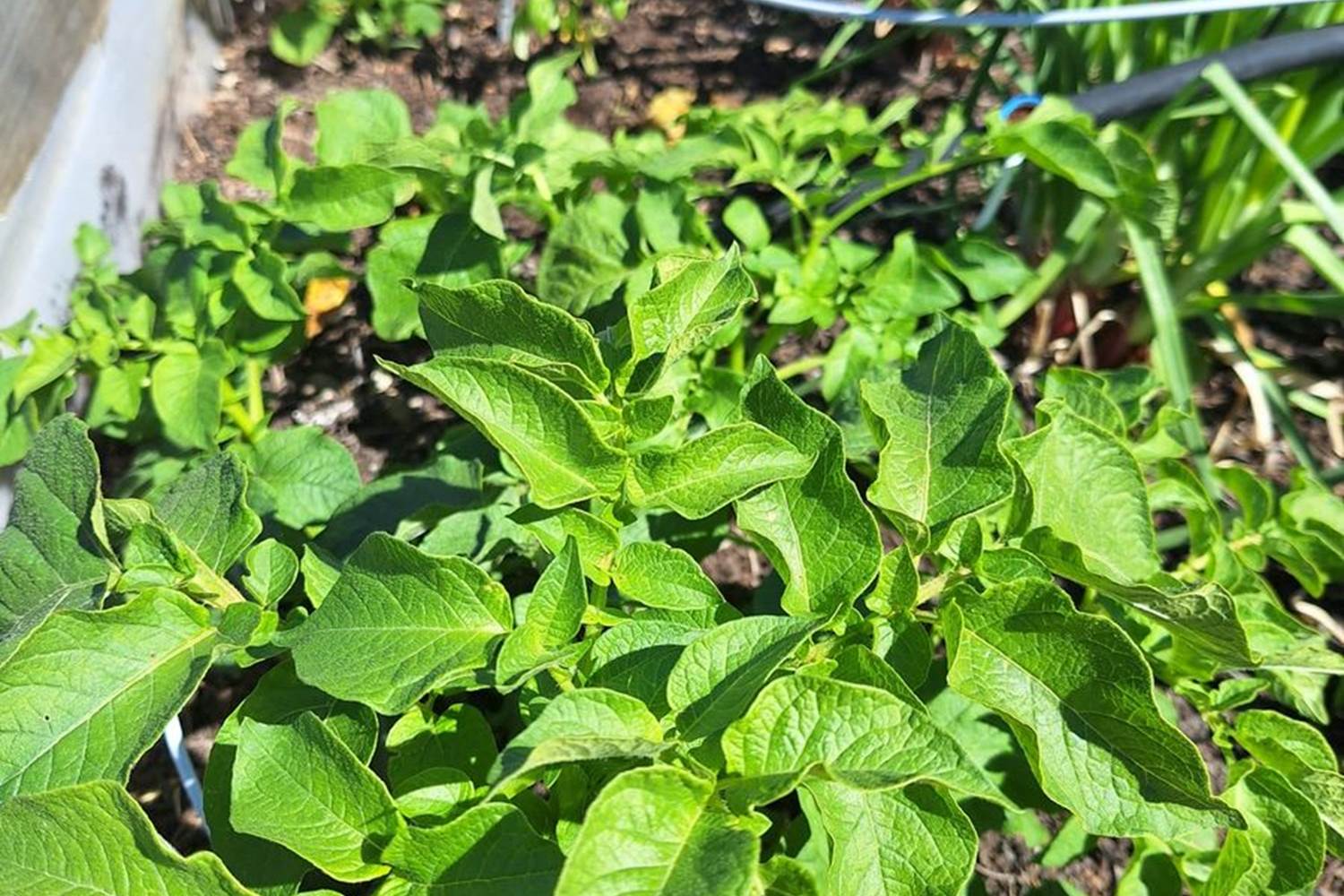 Verger et potager bio