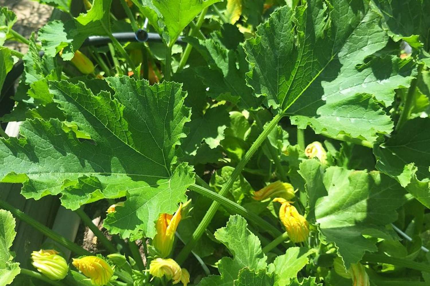 Verger et potager bio