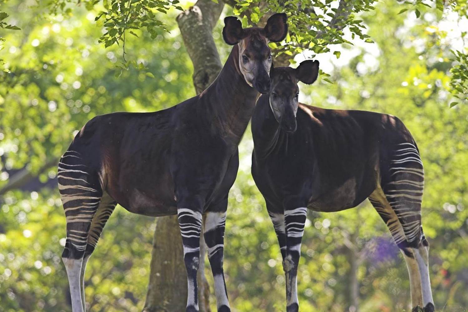 Okapi