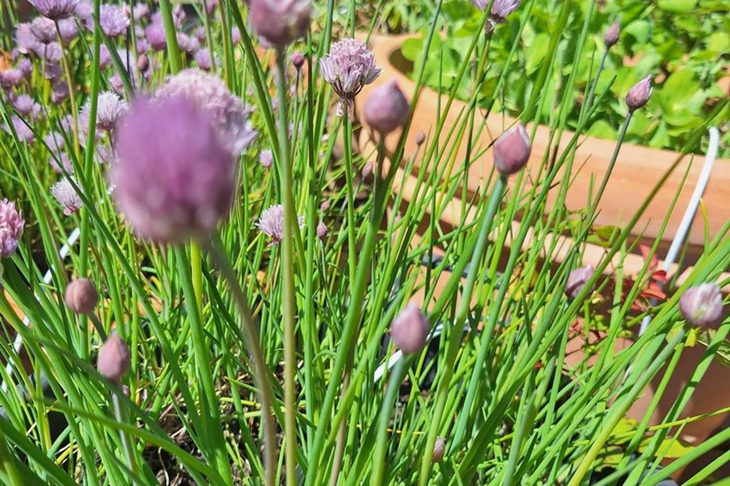 Verger et potager bio