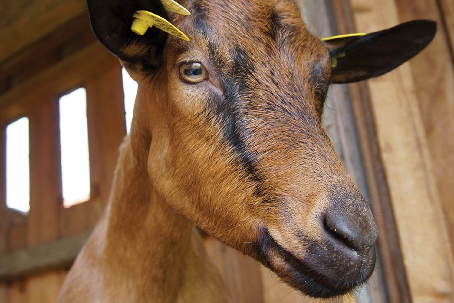 La Chèvrerie du Lac de Roudet