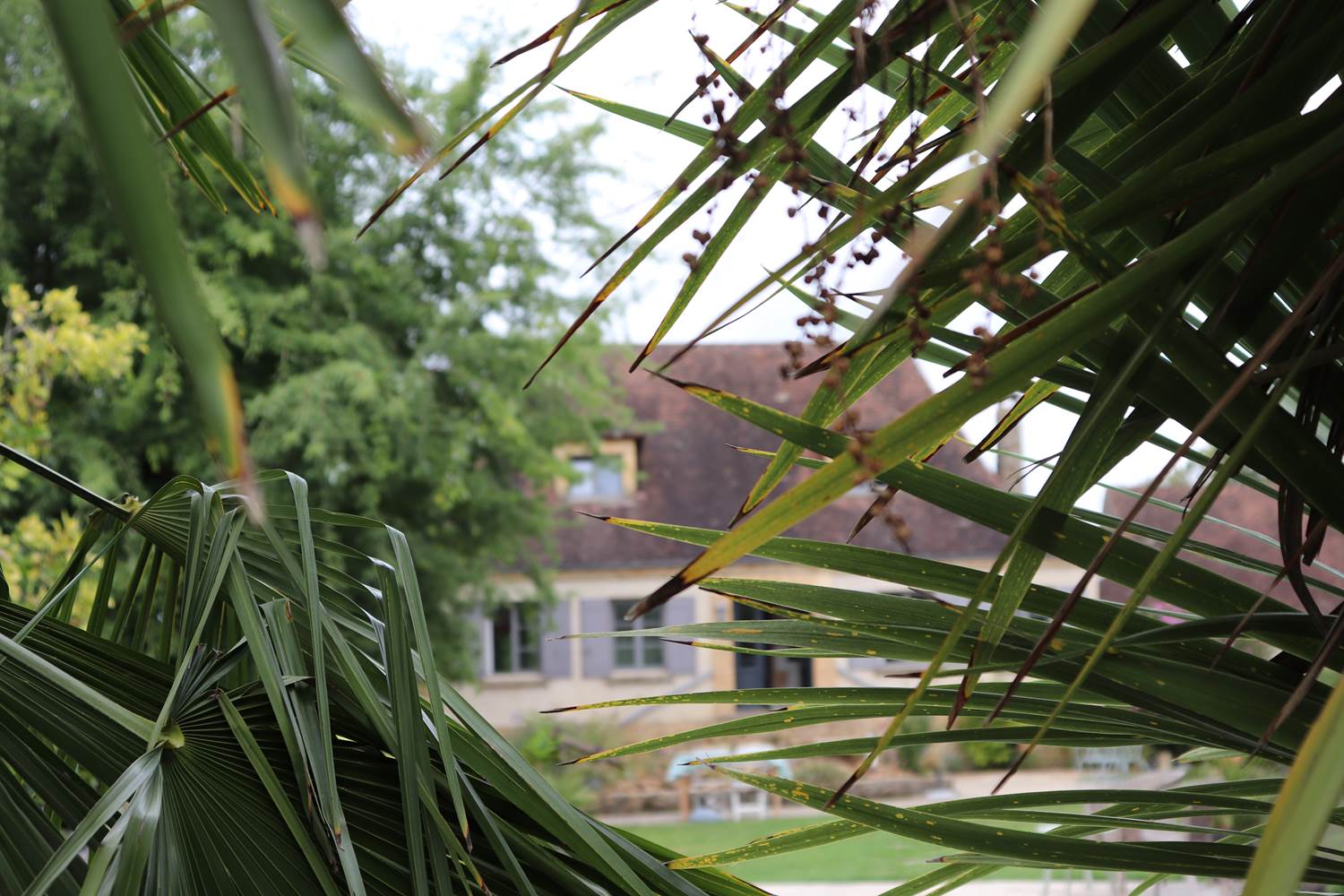 Les Charmes de Sarlat - Jardin vue maison