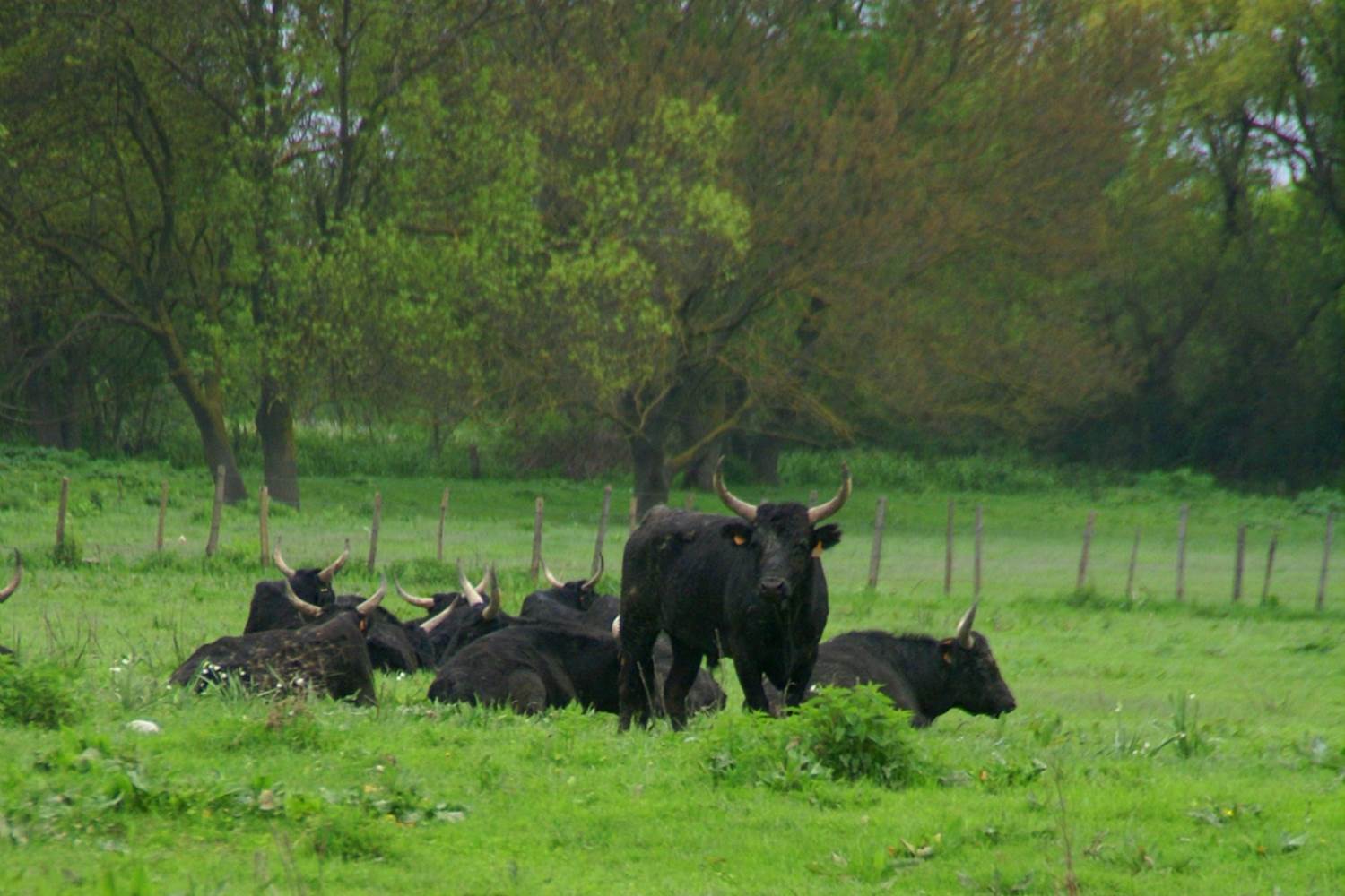 © Gard Tourisme - taureaux