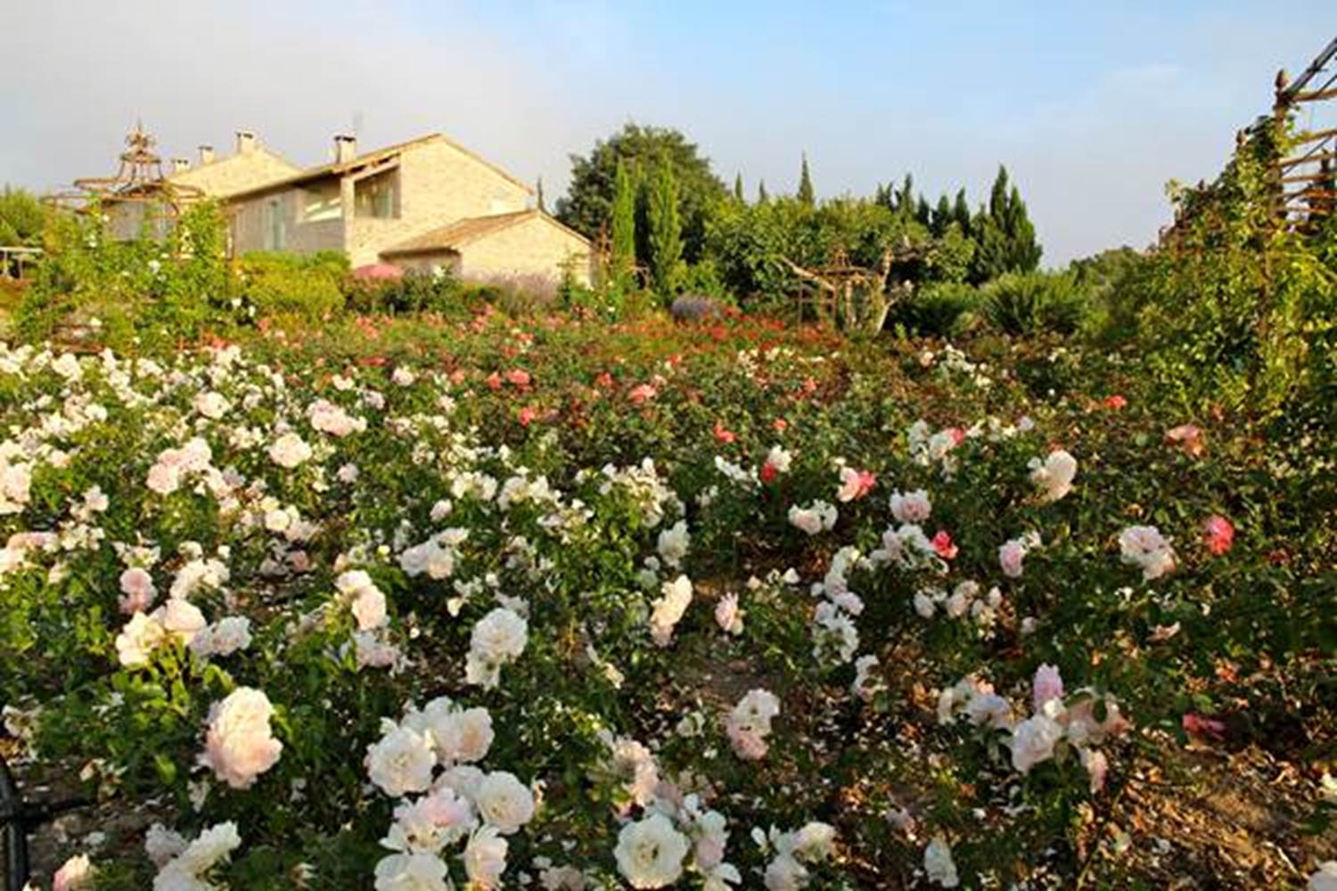 rosiers devant la façade