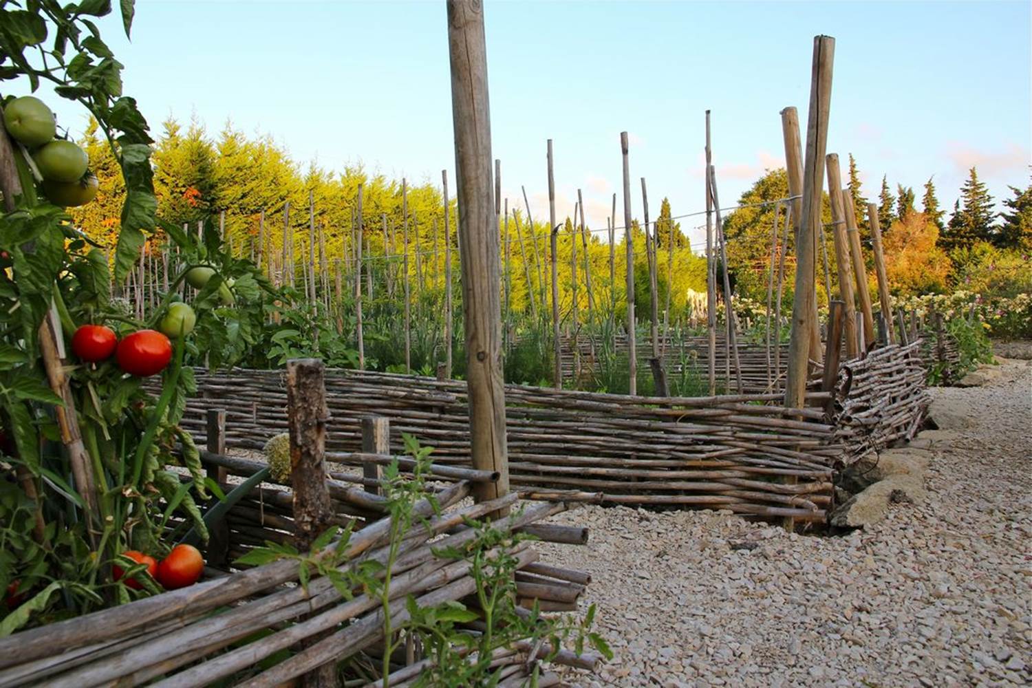 potager-saint-remy-de-provence-bio