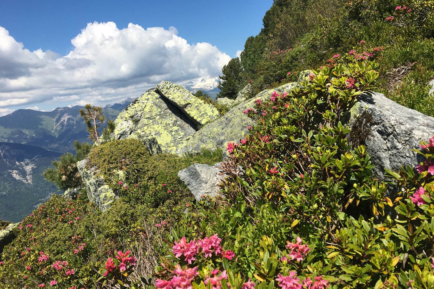 montagne en fleur