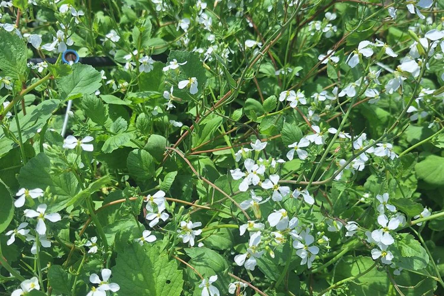 Verger et potager bio