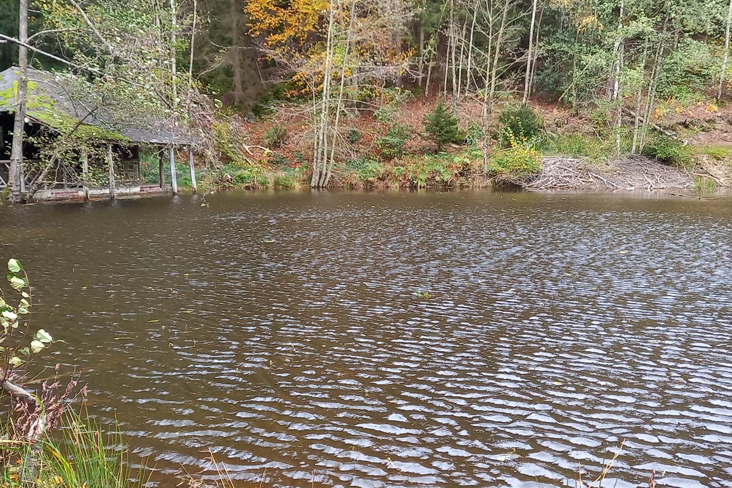 Etang de Chawion à Creppe