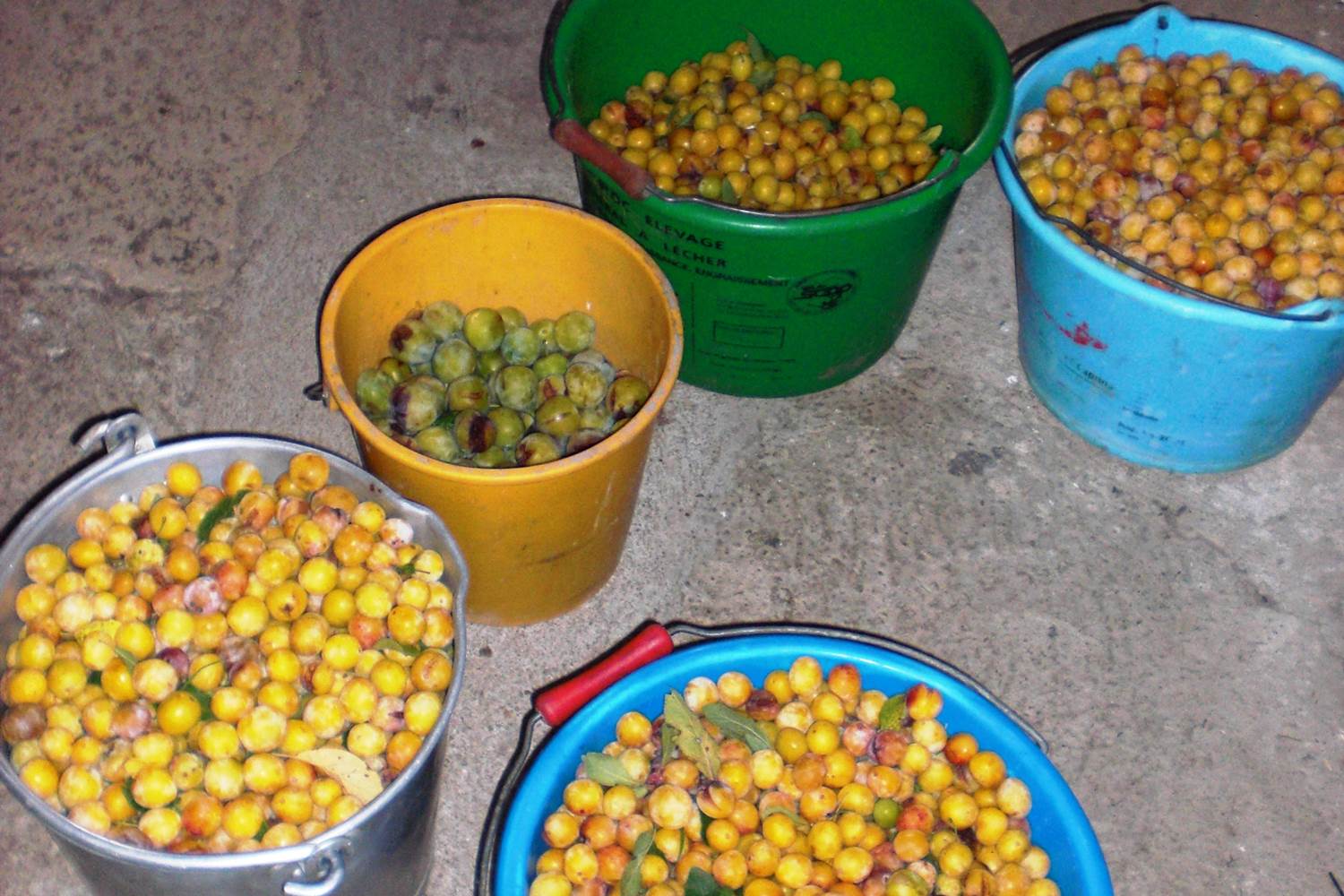 la cueillette des mirabelles