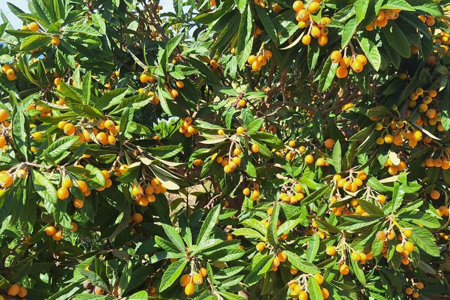 Verger et potager bio