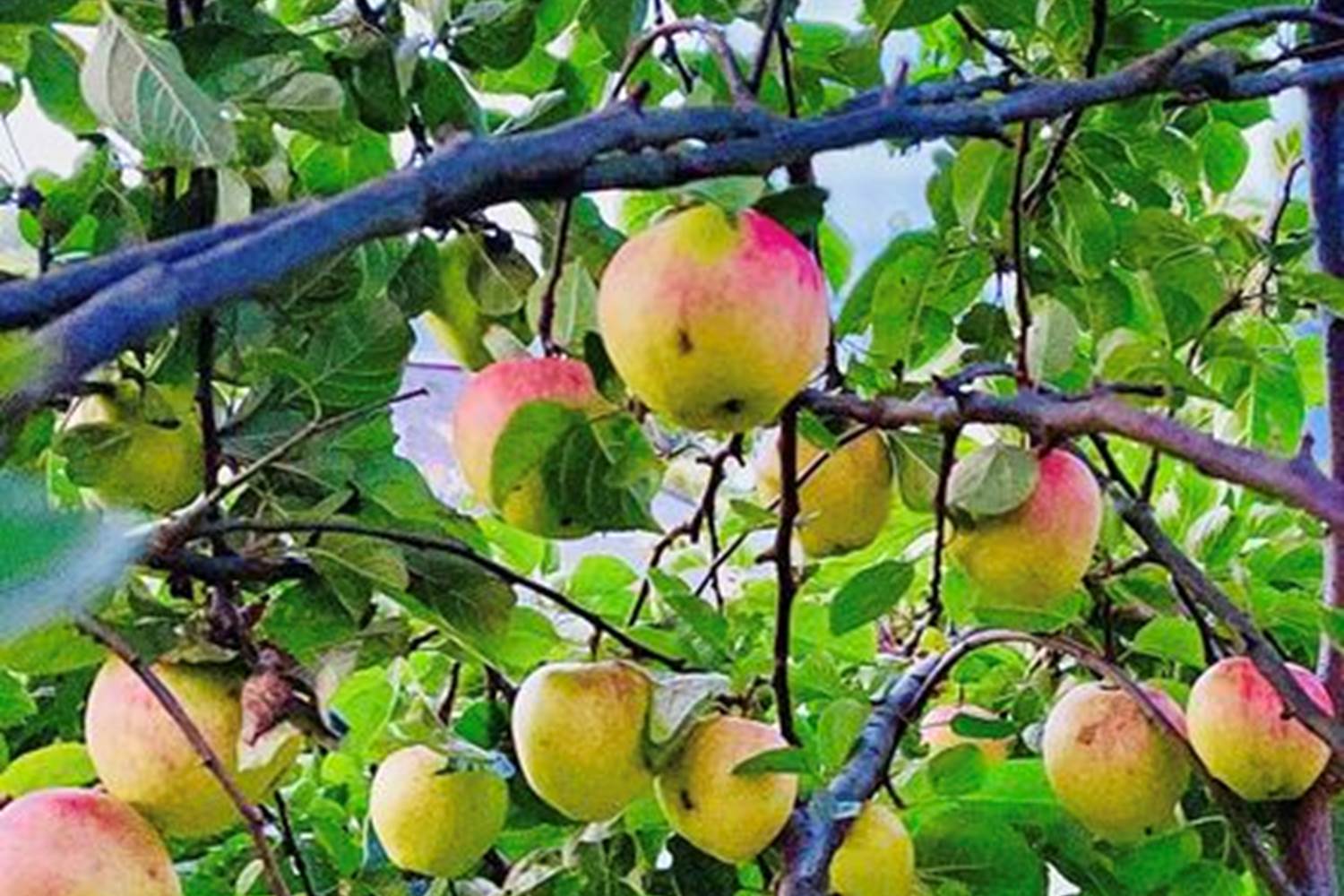 307282055_470093125134163_2019072645873994632_n