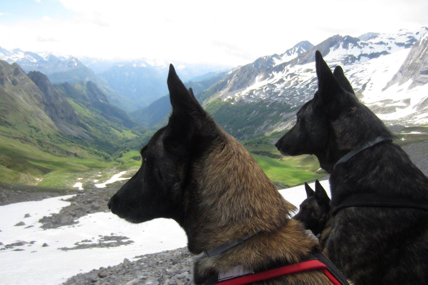 malinois-en-randonnée