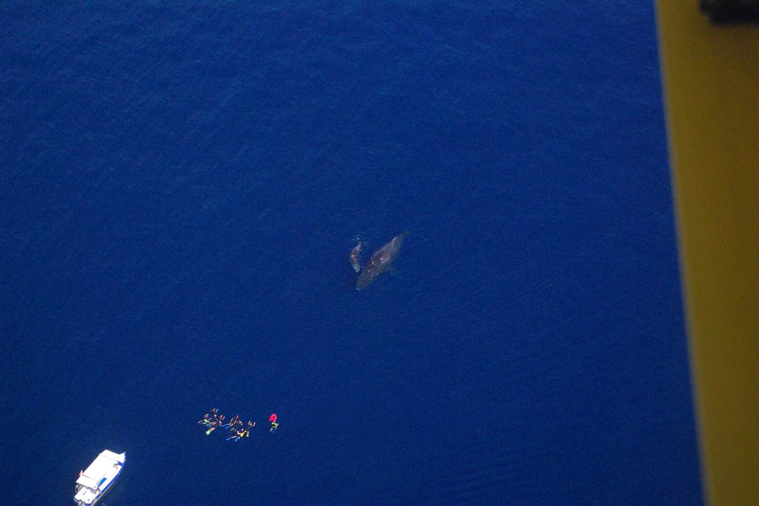 Vue depuis d' un ULM d'une baleine et de son baleineau
