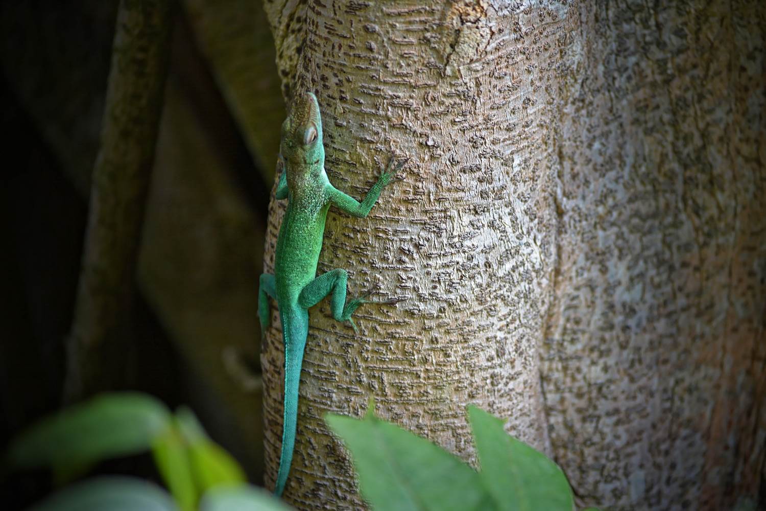 Gite_Rural_Flane_Capesterre_Belle_Eau_Guadeloupe_Basse_Terre