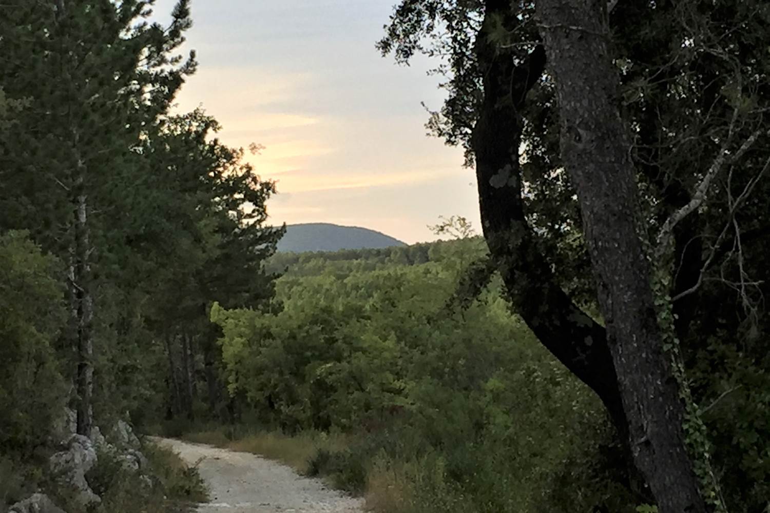 foret aubussargues en fin de journee