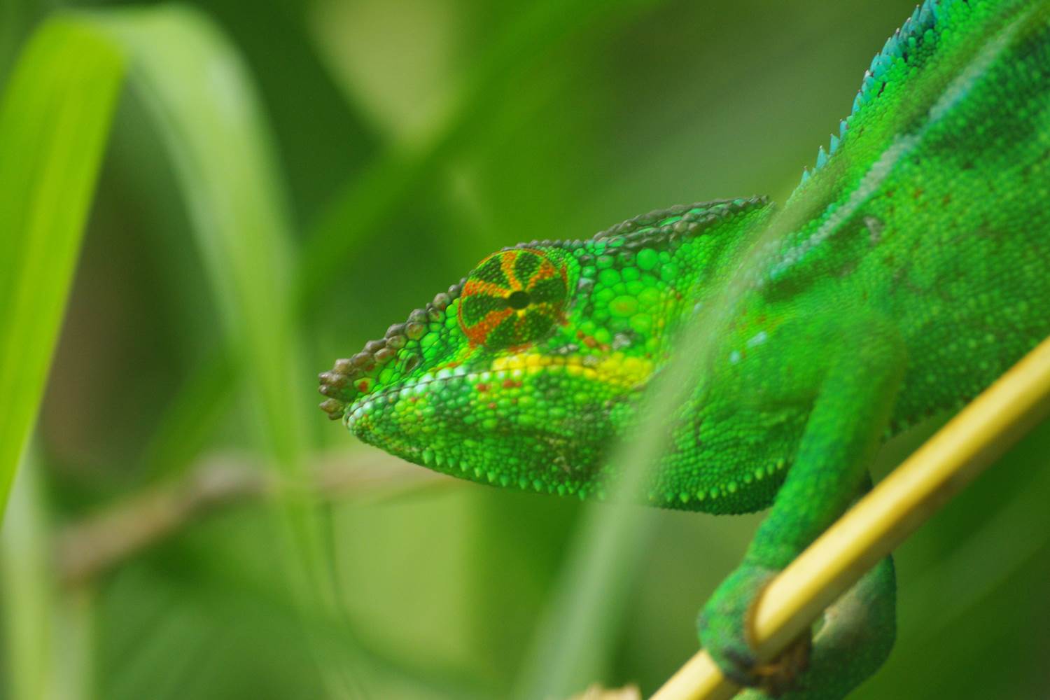 Caméléon à la Villa Garriga