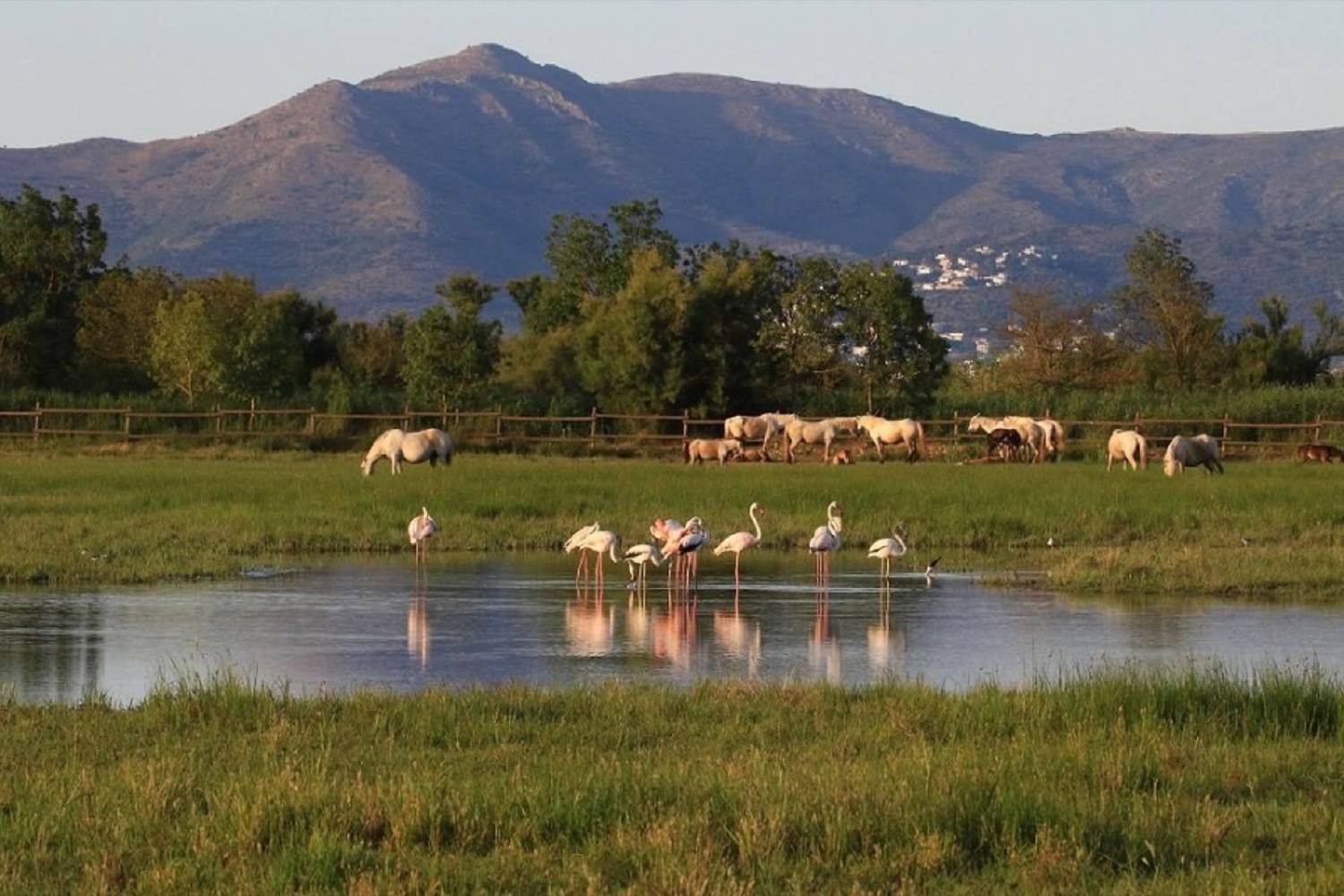 Réserve naturelle d'Aiguamolls